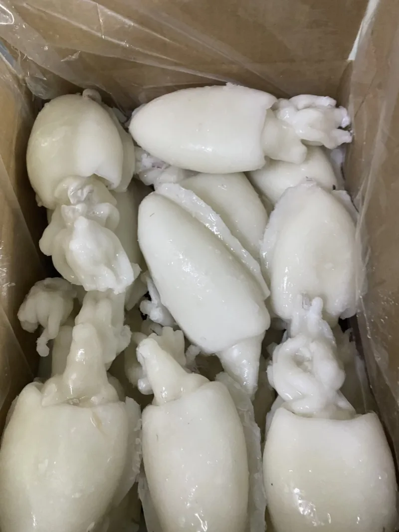 Cuttlefish (Choco)